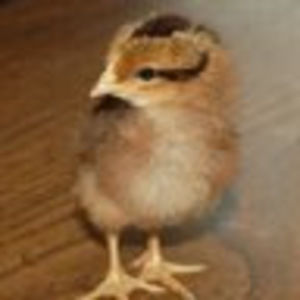 Meet your Posher, Heidi